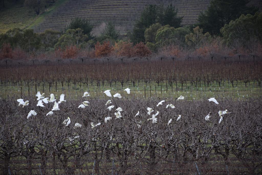 Hotel Borrodell Vineyard à Orange Extérieur photo